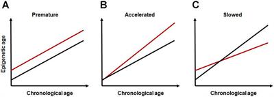 Developmental Tuning of Epigenetic Clock